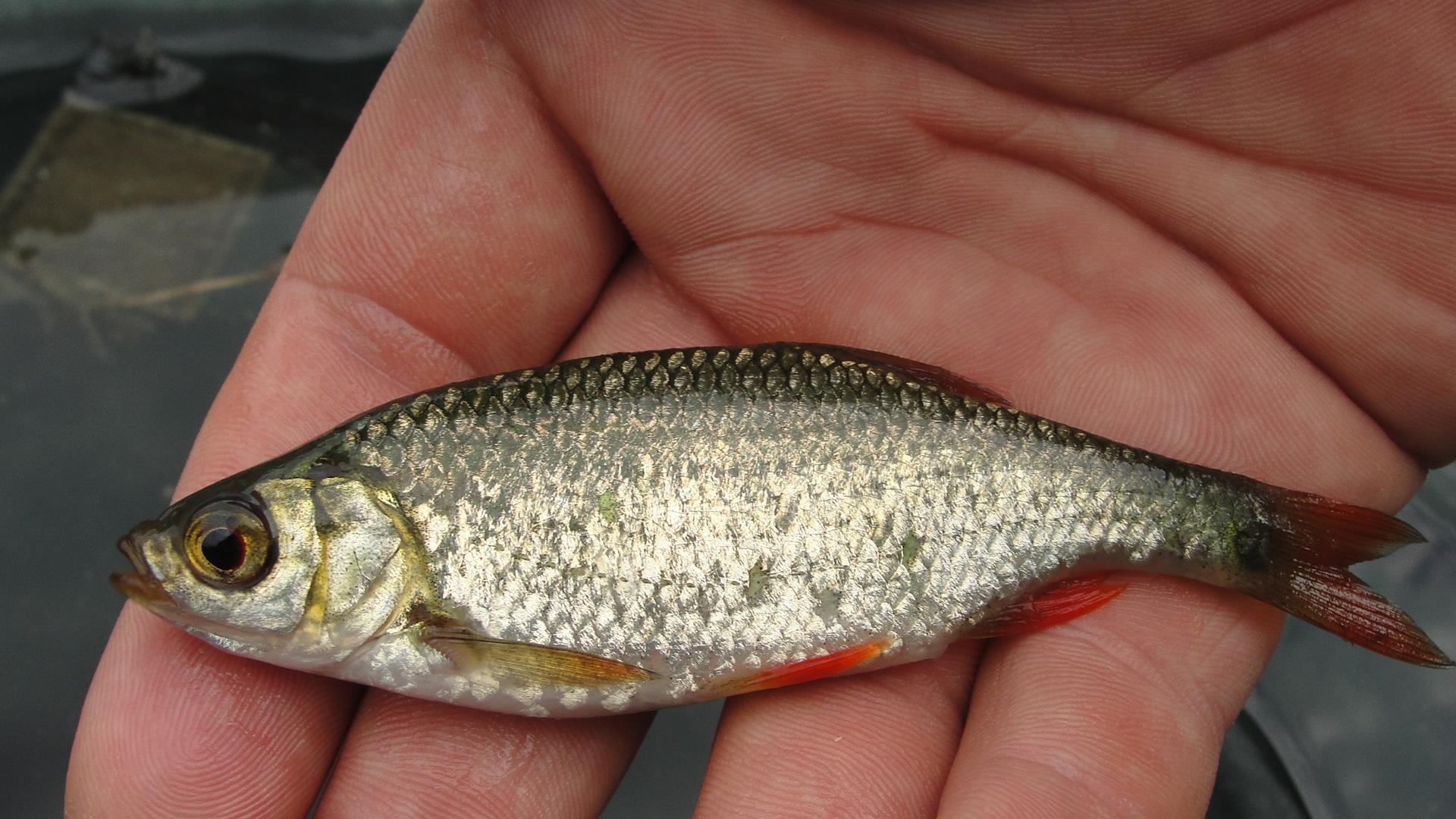 Balta LAZAR Alexandria  15 - 16 aug. - popularea acvariului :)